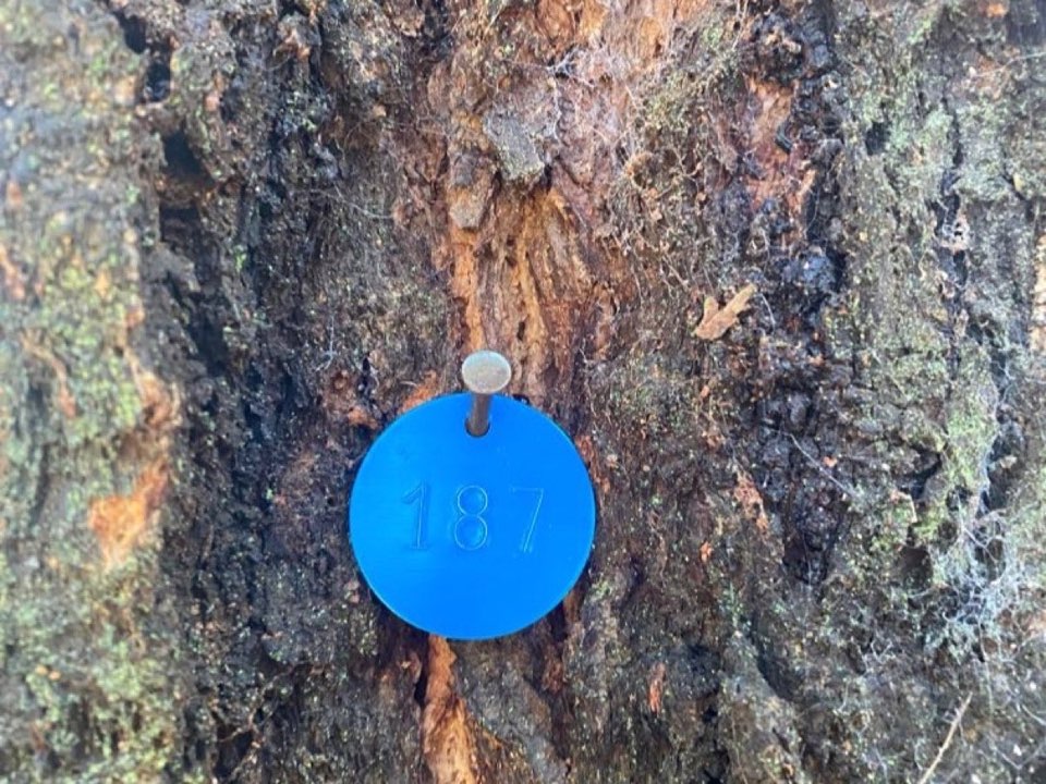 Numbered survey tag fixed to a tree trunk - part of an Enviro Trees UK inspection