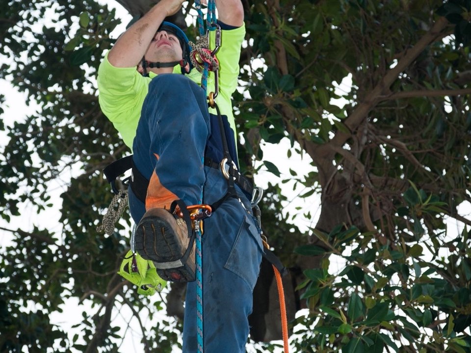 Qualified arborist working in a mature tree during a property survey in Vale of Glamorgan